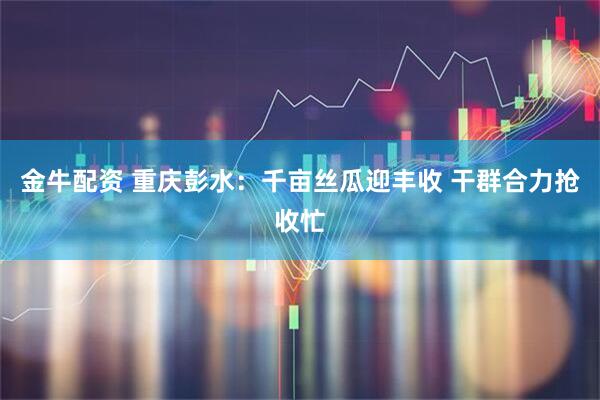 金牛配资 重庆彭水：千亩丝瓜迎丰收 干群合力抢收忙